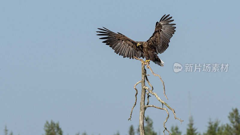 白尾鹰(Haliaeetus albicilla)着陆，芬兰